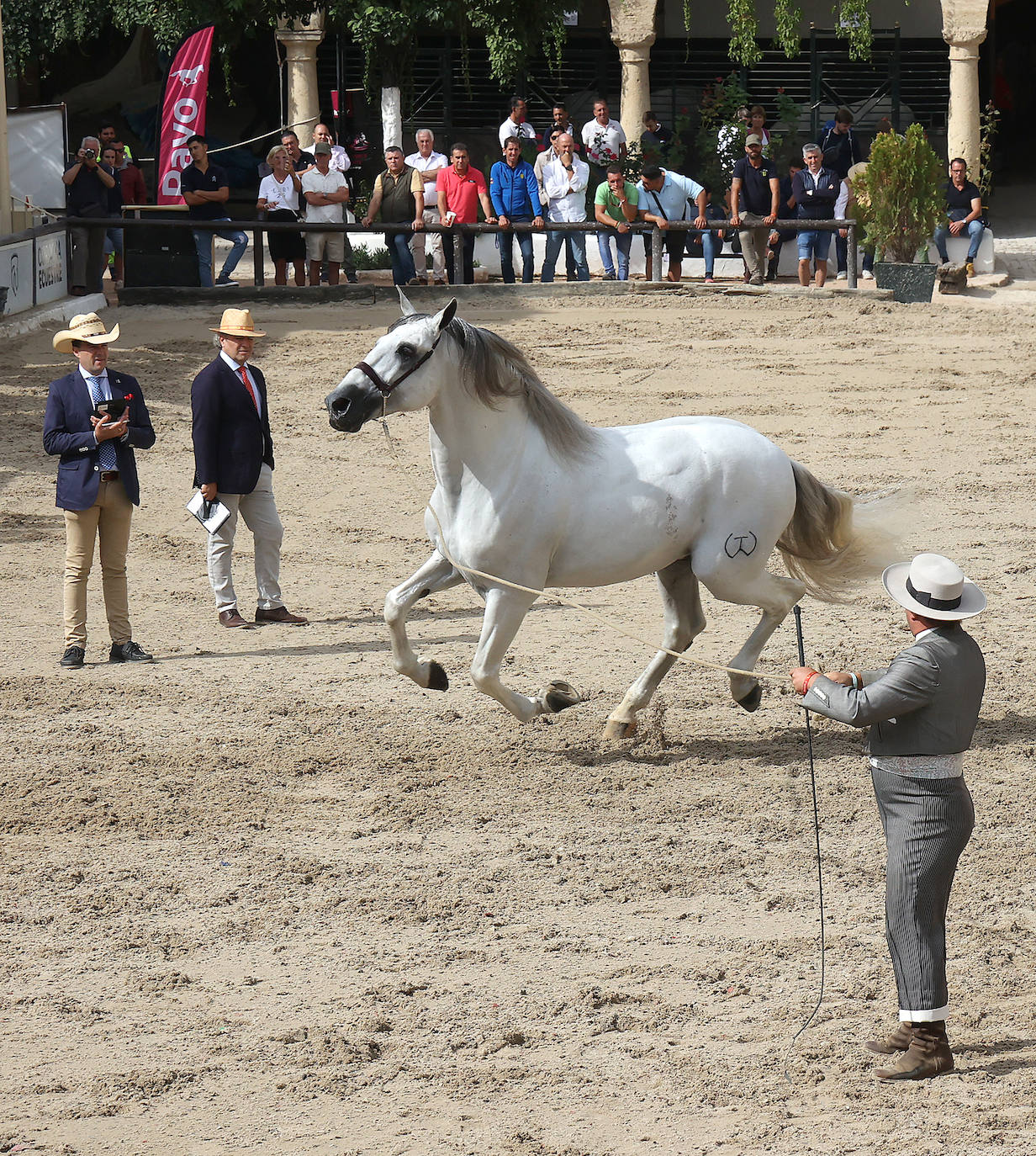 Fotos: El Concurso Morfológico de Cabalcor en Córdoba