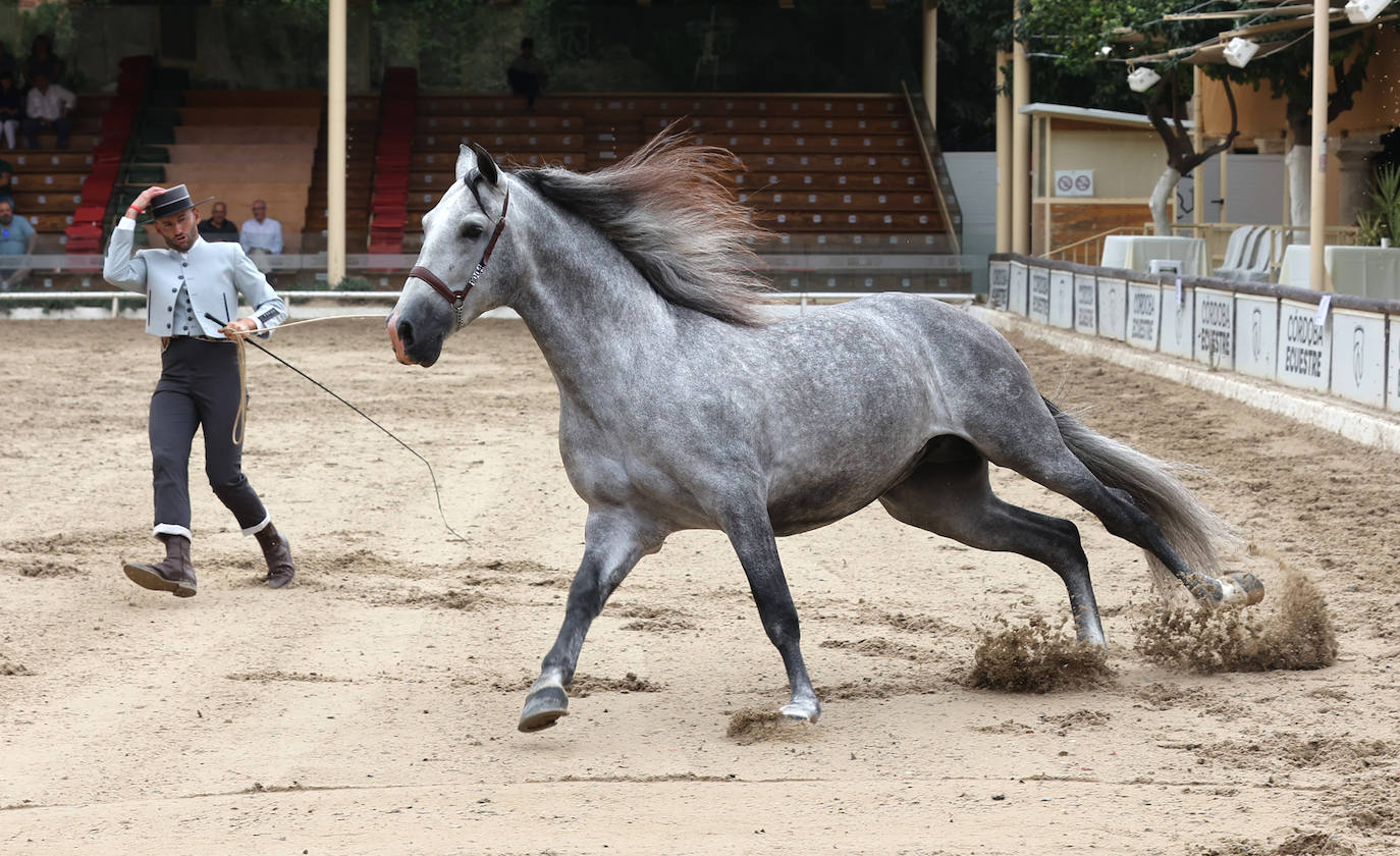 Fotos: El Concurso Morfológico de Cabalcor en Córdoba