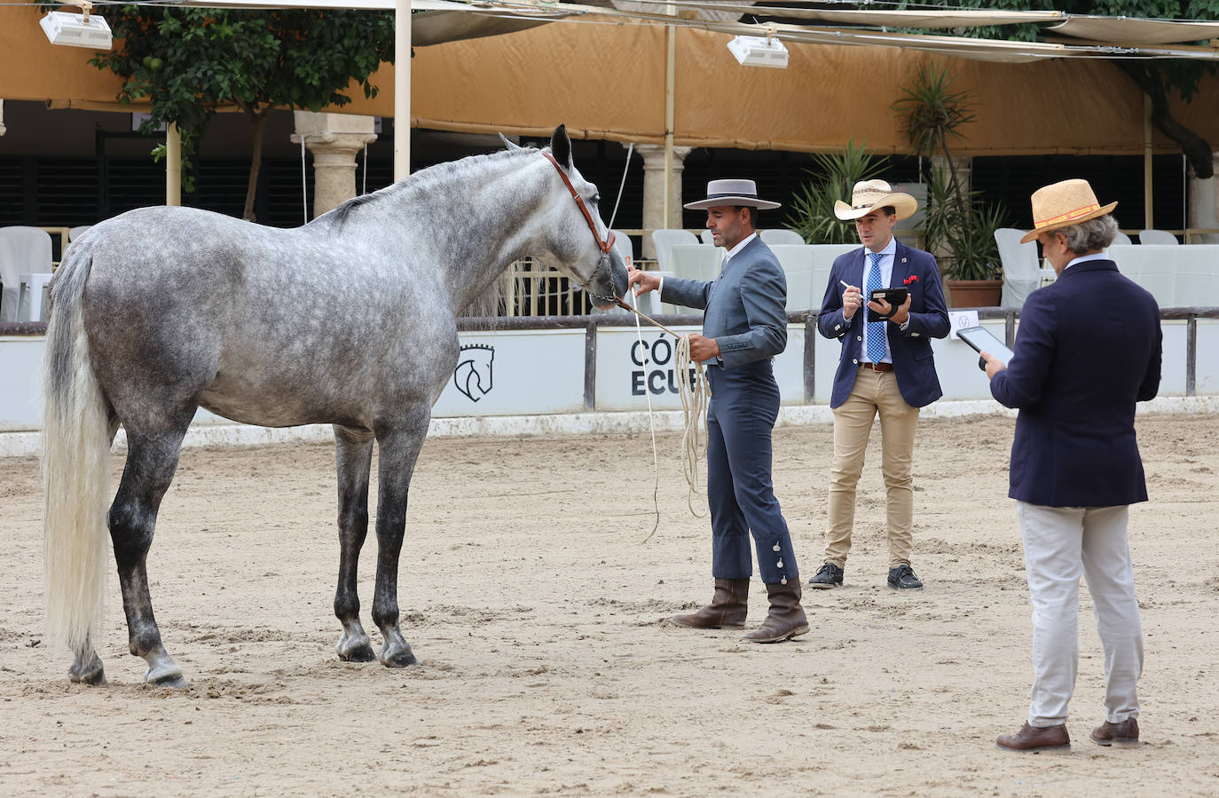 Fotos: El Concurso Morfológico de Cabalcor en Córdoba