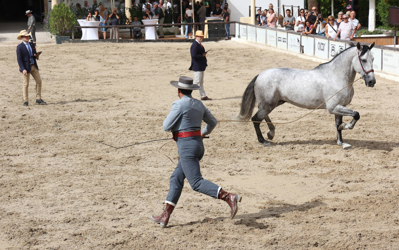 Fotos: El Concurso Morfológico de Cabalcor en Córdoba