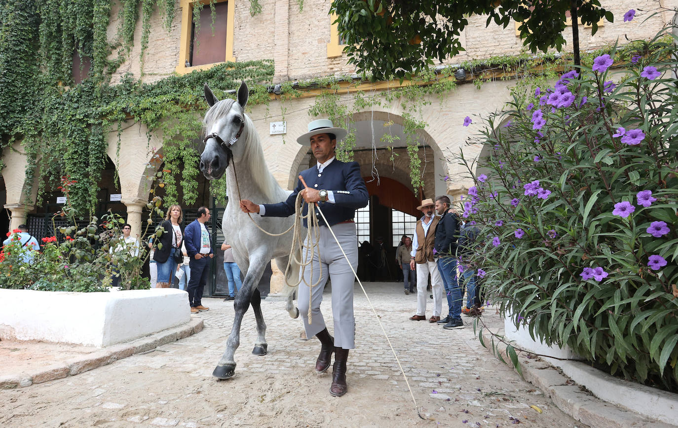 Fotos: El Concurso Morfológico de Cabalcor en Córdoba