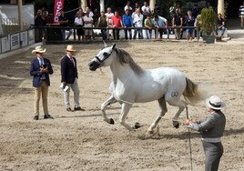 Cabalcor 2023: En busca del caballo de Pura Raza Española perfecto en formas y movimiento