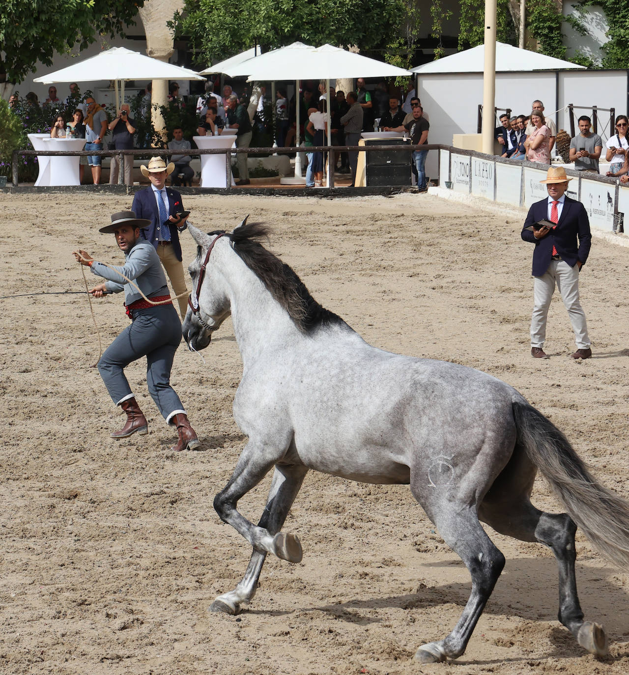 Fotos: El Concurso Morfológico de Cabalcor en Córdoba