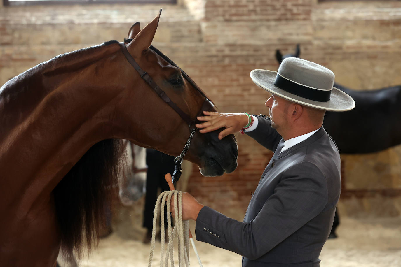 Fotos: El Concurso Morfológico de Cabalcor en Córdoba