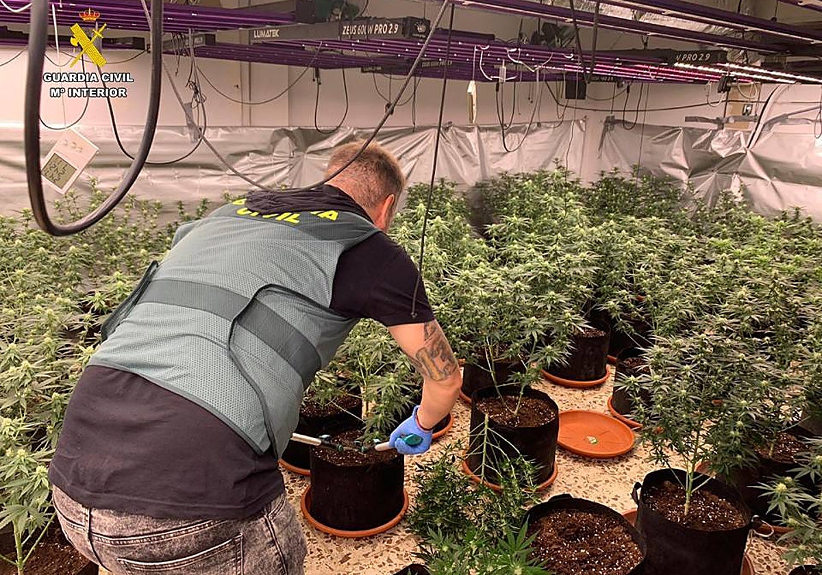 Imagen de la plantación de marihuana en una de las estancias del chalé de Sax