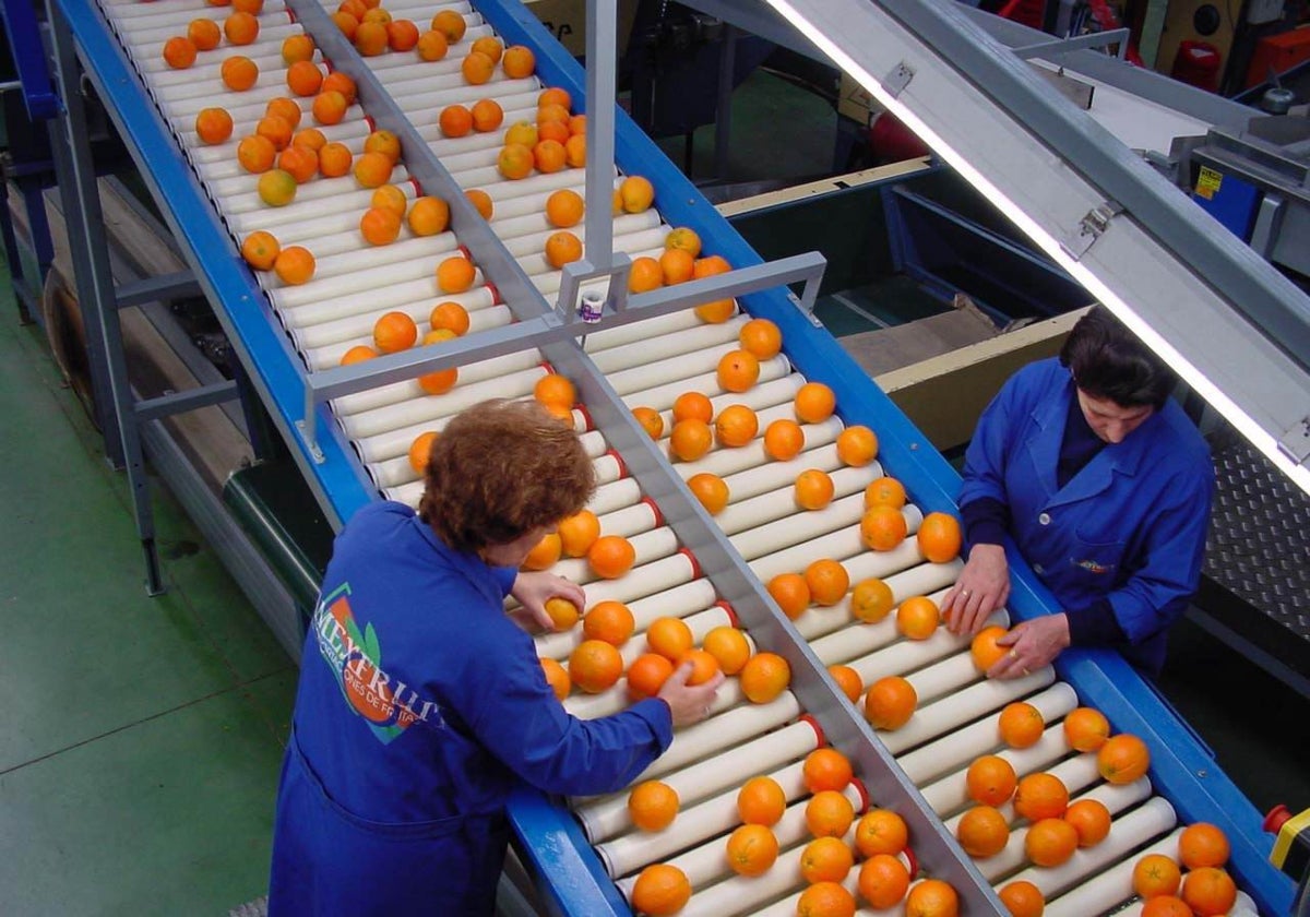 Operadoras en una planta de envasado de naranjas en Palma del Río