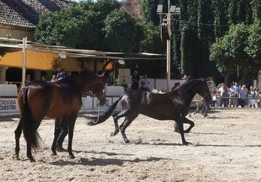 Fotos: El festivo ambiente de Cabalcor en la jornada del sábado en Córdoba