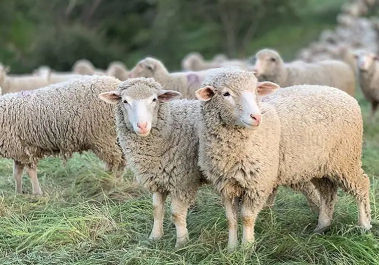 La sequía ha provocado que la producción de alfalfa y forrajes se reduzca más de un 25%