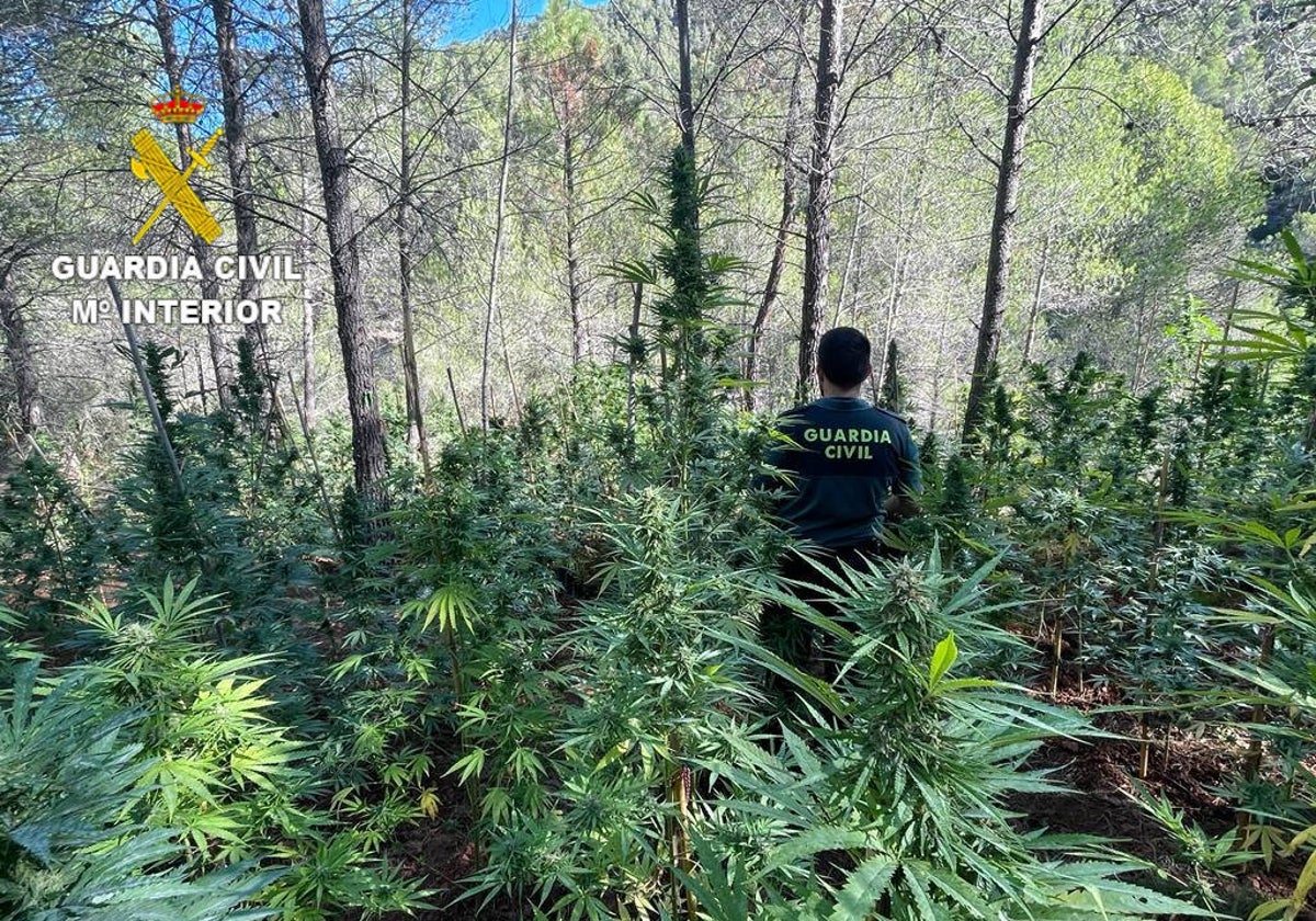 Imagen de la plantación de marihuana en el barranco de un río incautada por la Guardia Civil