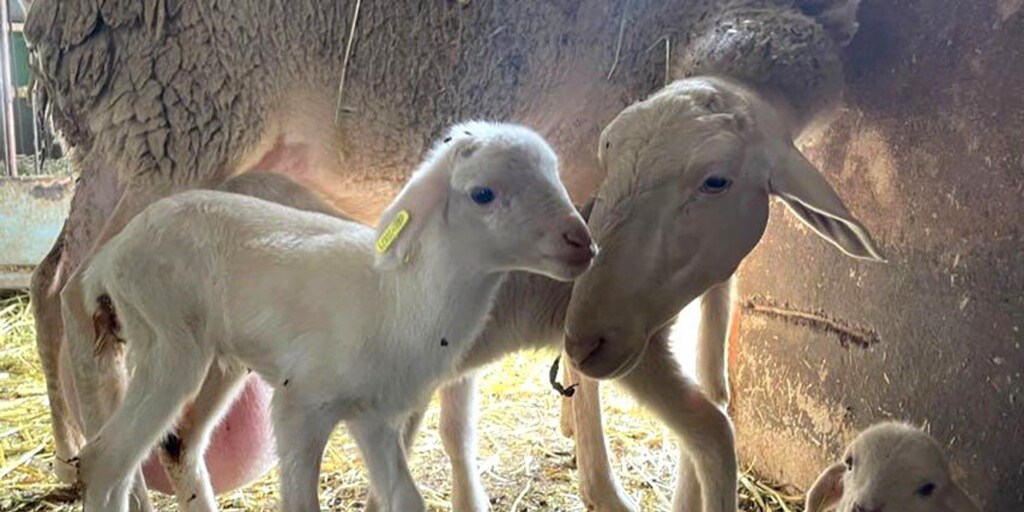 Castilla-La Mancha levanta las últimas restricciones de la viruela ovina y caprina