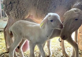Castilla-La Mancha levanta las últimas restricciones  de la viruela ovina y caprina