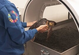 Más de la mitad de las tortugas marinas atrapadas por accidente en redes de pesca sufren embolia gaseosa