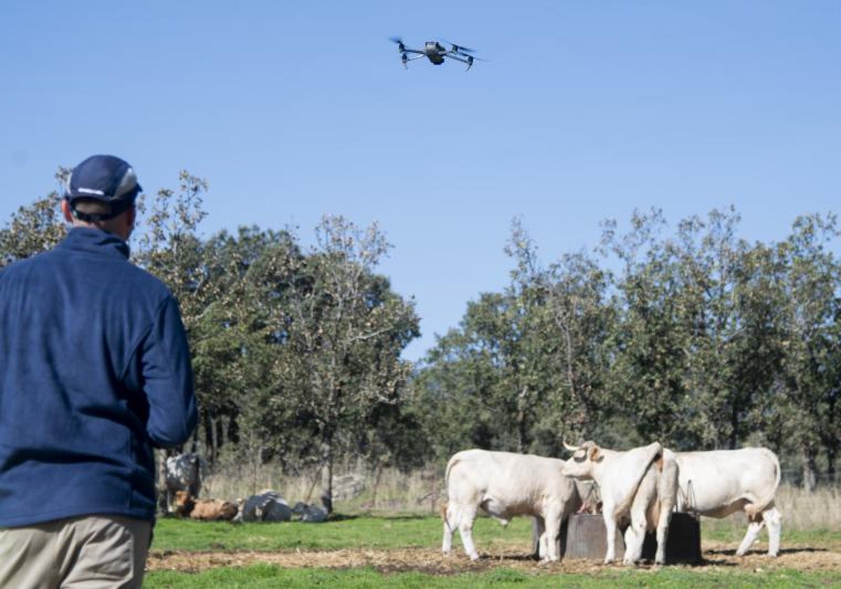 Un dron con cámara térmica midiendo la temperatura de las vacas