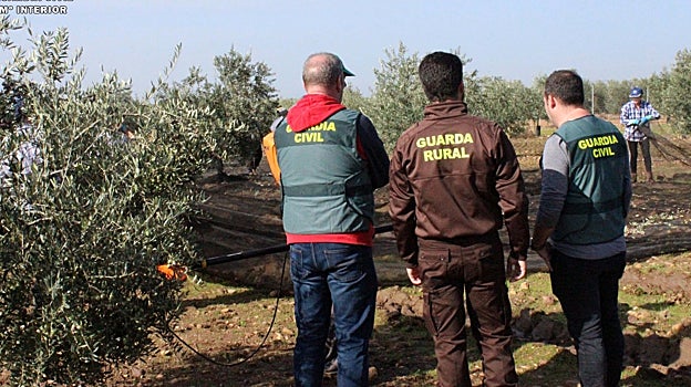Agentes de la guardia Civil con un guarda en una finca de olivar en Córdoba