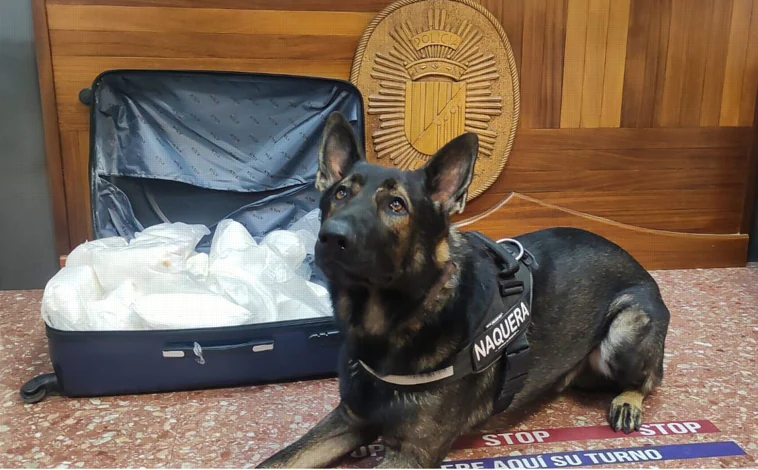 Imagen principal - Diferentes fotografías de Iron, el perro policía de Náquera (Valencia)