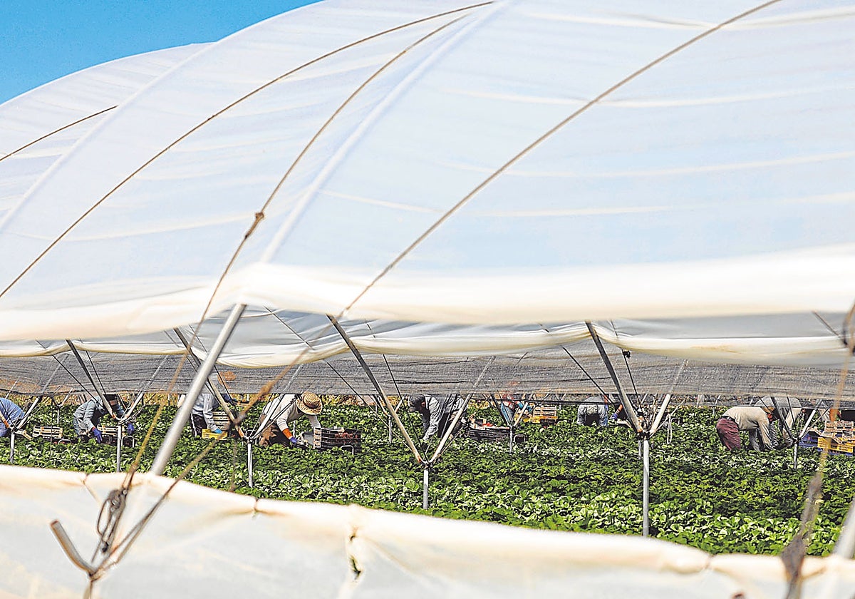 Explotación de fresa en el entorno de Doñana