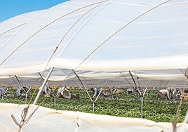 Agricultores del Condado de Huelva recelan del 'plan B' del Gobierno a los regadíos de Doñana