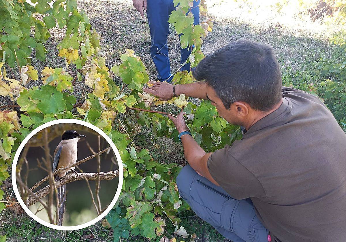 Un agricultor valorando los efectos de la plaga. A la izquierda, el animal