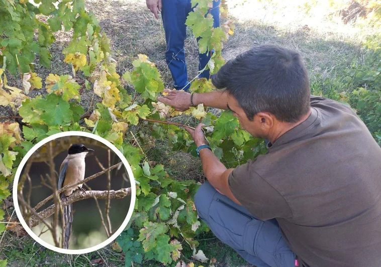 Un agricultor evaluando los efectos de la plaga.  A la izquierda, el animal.