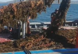 Reclaman que el Estrecho sea declarado zona cero o de especial interés ante los estragos del alga invasora