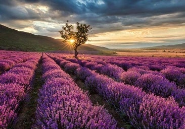 El Parlamento Europeo saca a la lavanda de la «lista negra» de productos químicos