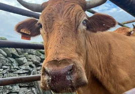 Asaja avisa de la «agonizante situación» del sector bovino  por la  Enfermedad Hemorrágica Epizoótica