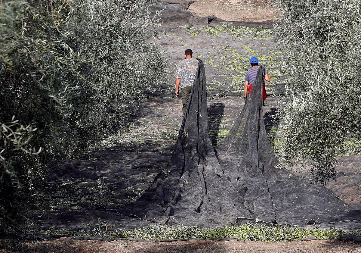 Dos jornaleros arrastran un fardo para recoger aceitunas en una finca de Córdoba