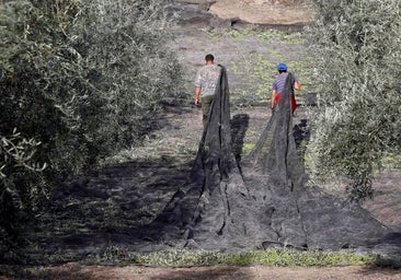 El primer aforo de la Junta estanca la producción de aceite en Córdoba esta campaña: 143.000 toneladas