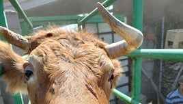 UPA-COAG celebra «la nueva ayuda» de la Junta a los afectados por la EHE