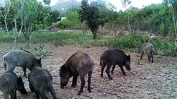 La sequía, el principal problema con el que se enfrenta la caza mayor y las monterías en Córdoba