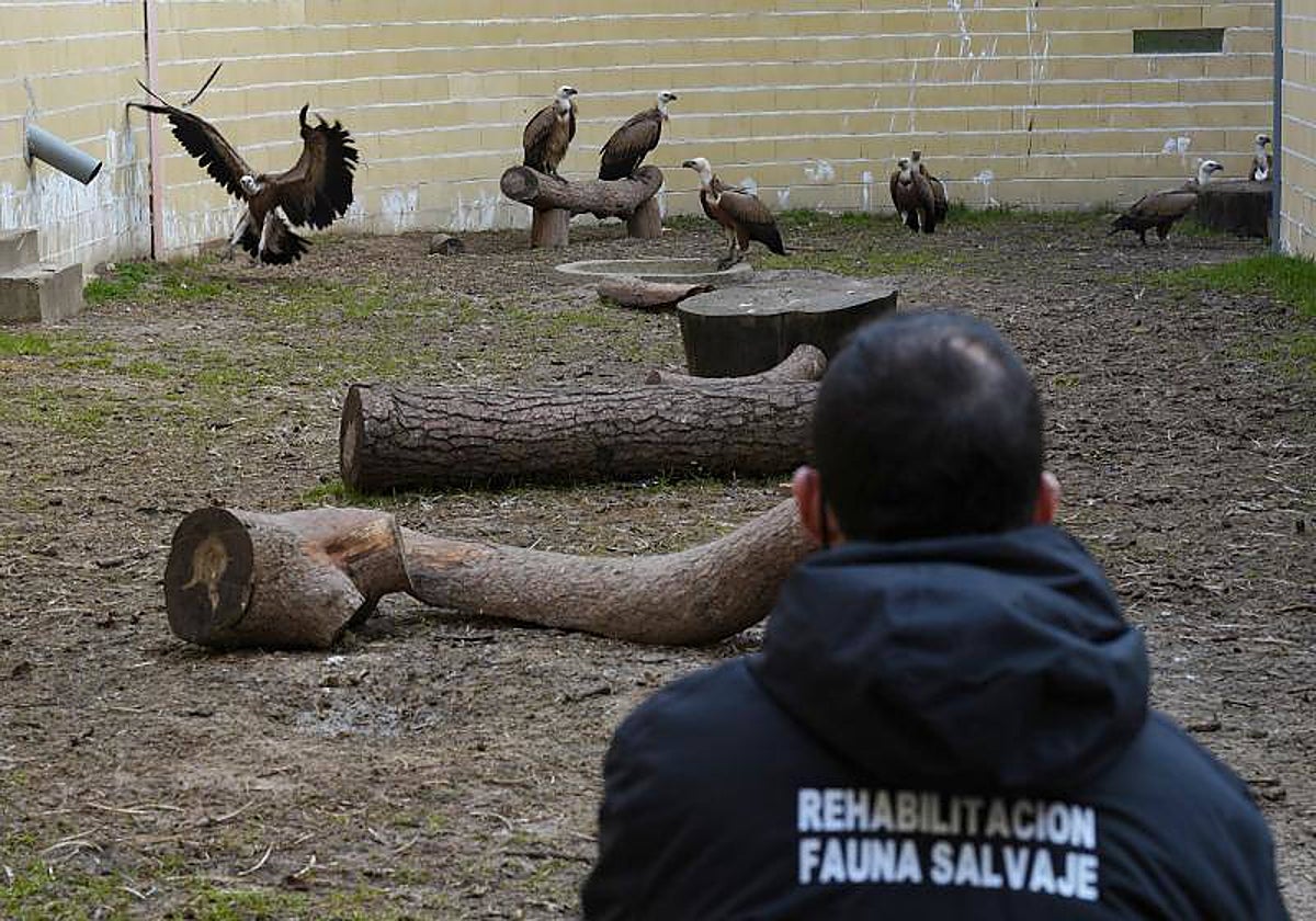 Buitres leonados en el centro de Grefa