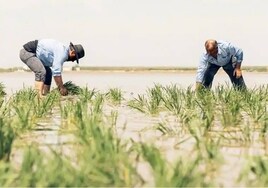 La Guardia Civil salva la vida a un agricultor que se estaba ahogando en un arrozal de Valencia