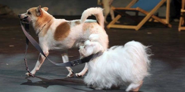 Un pitbull descuartiza a un bichón maltés en un hotel canino de Valladolid