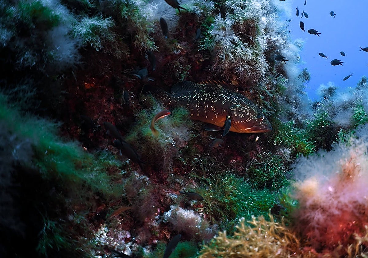 Imagen de la biodiversidad que habita en los Bancos de Skerki