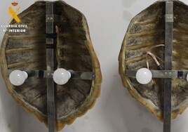 La Guardia Civil interviene dos caparazones de tortuga Carey instalados en lámparas