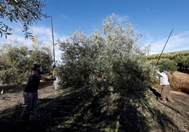 El sector del aceite espera que el precio se estabilice tras los niveles históricos en Córdoba