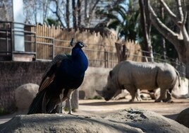 Muere en el Zoo de Barcelona Pedro, el rinoceronte blanco más viejo de Europa