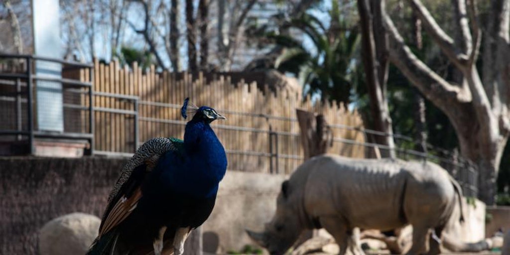 Muere en el Zoo de Barcelona Pedro, el rinoceronte blanco más viejo de Europa