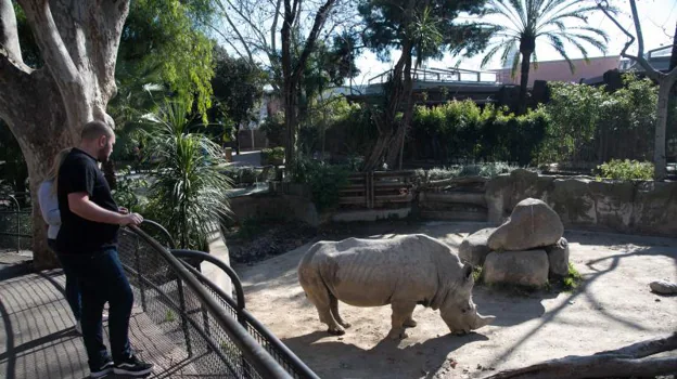 Uno de los rinocerontes blancos del Zoo de Barcelona