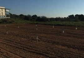 La «grave inseguridad del mundo rural»: agricultores valencianos denuncian hurtos a diario que les «hunden en la desesperación»