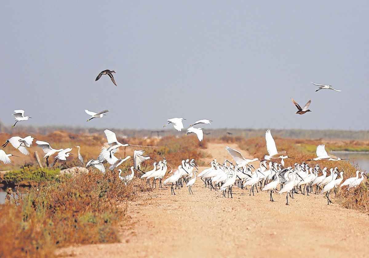 Aves en Doñana