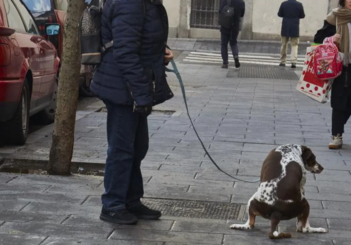 Una empresa española triunfa en Europa con su método para acabar con las  cacas de perro en la calle