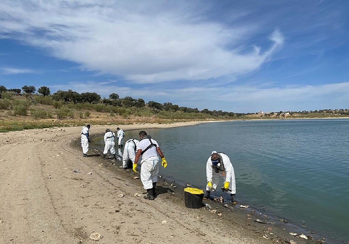 Varios operarios retiran peces muertos del embalse de La Colada este verano