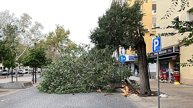Árbol caído en Gran Vía Parque, cortando un carril
