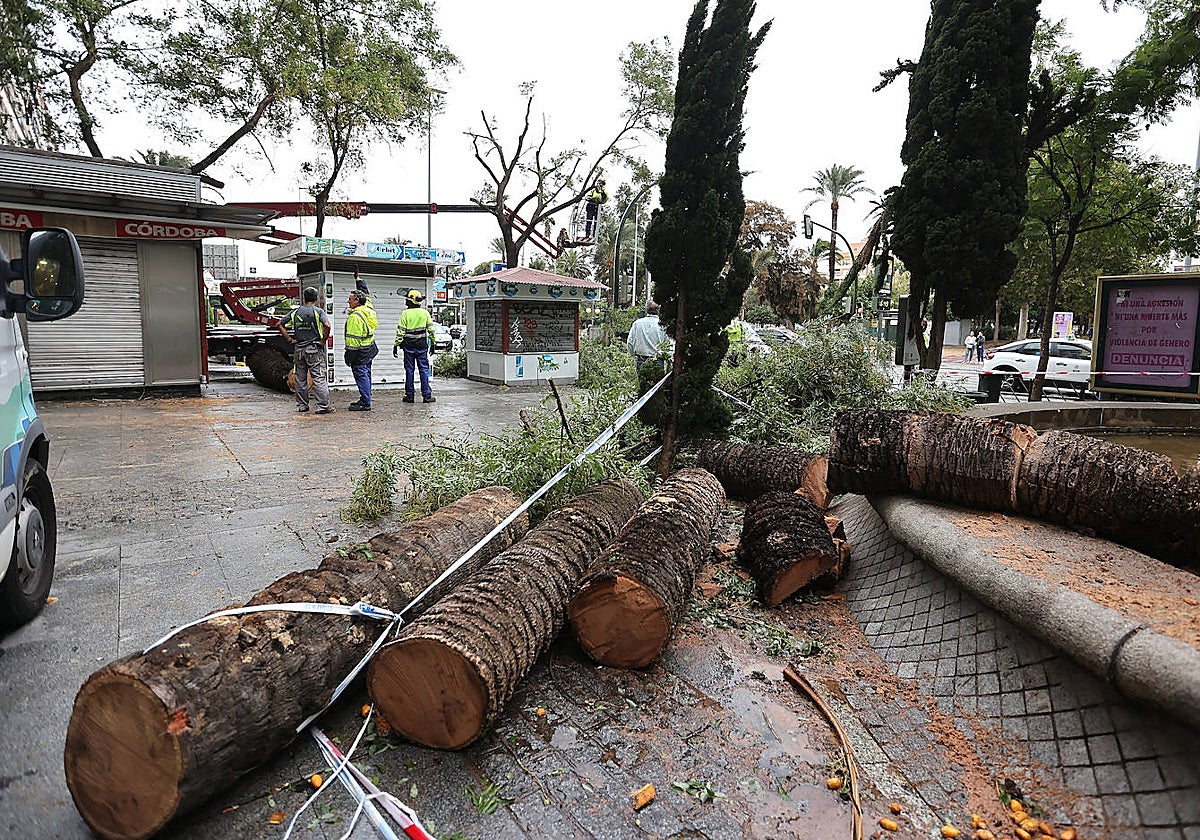 Trozos de la palmera caída en Puerta Gallegos