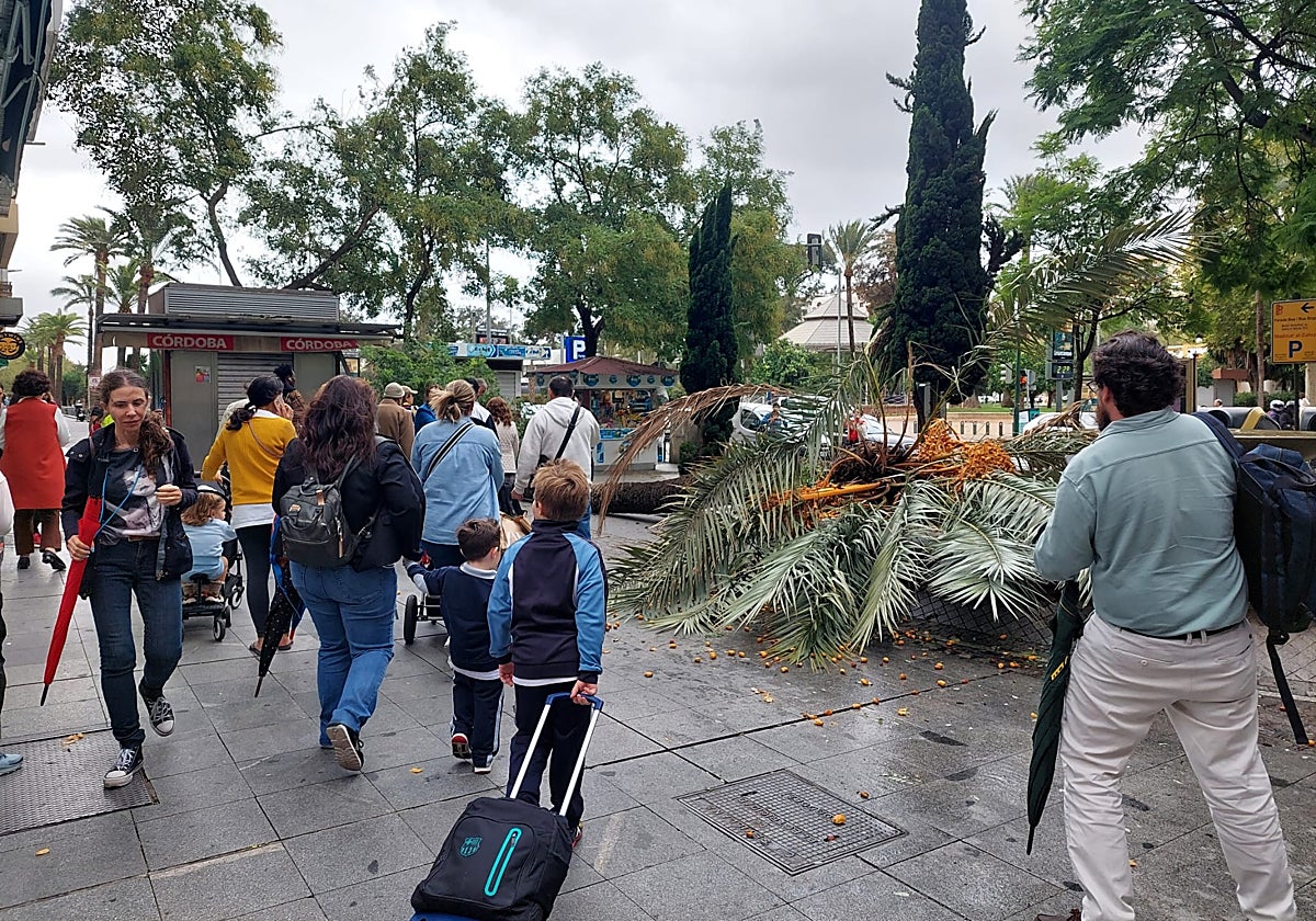 La palmera de grandes dimensiones, sobre la fuente y el acerado del Paseo de la Victoria