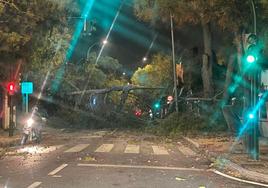 La borrasca Bernard deja un domingo de caos en Córdoba: vientos de 128 kilómetros/hora, trenes parados, dos heridos y numerosos daños