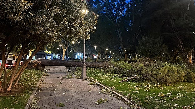 El Ayuntamiento se pone 48 horas para devolver a Córdoba a la normalidad tras la borrasca Bernard