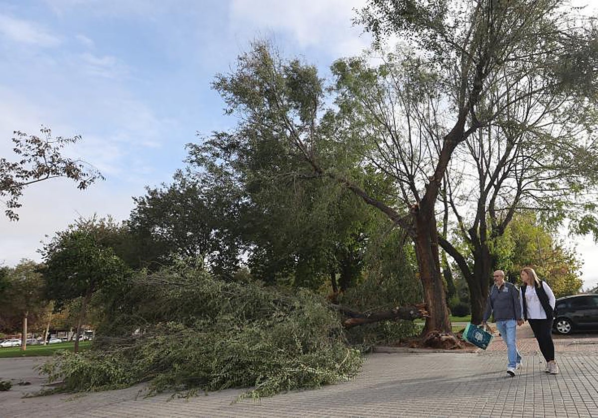 Árbol caído en Fidiana