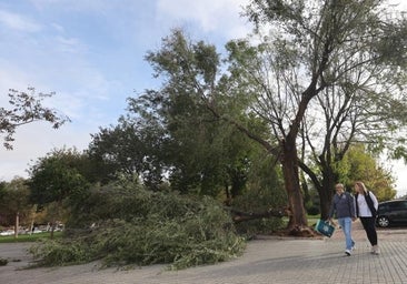 El Ayuntamiento de Córdoba halla daños más graves de lo previsto por la borrasca Bernard